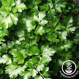 Parsley - Dark Green Italian Flat-leaf Microgreen and Herb Seed