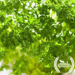 Organic Forest Green Parsley Herb Seeds