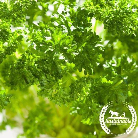 Organic Forest Green Parsley Herb Seeds