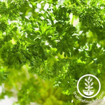 Parsley Seeds - Forest Green Seed Packet