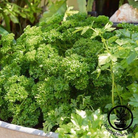 Parsley Seeds - Garden Blend