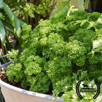 Parsley Seeds - Kitchen Garden Blend - Organic