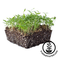 plain or single parsley microgreens white background