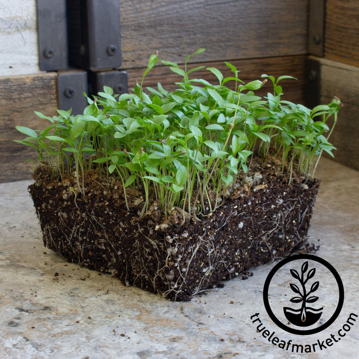 plain or single parsley microgreens