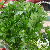 Parsley Seeds - Plain - Organic