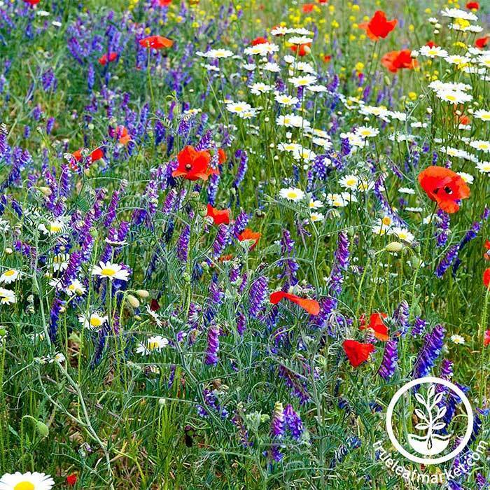 Download Partial Shade Wildflower Mix Seeds Bulk Sizes Available Perennial