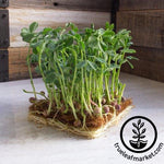 arivka speckled pea microgreens in coco coir