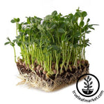 arivka speckled pea microgreens white background