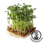 arivka speckled pea microgreens in coco coir white background