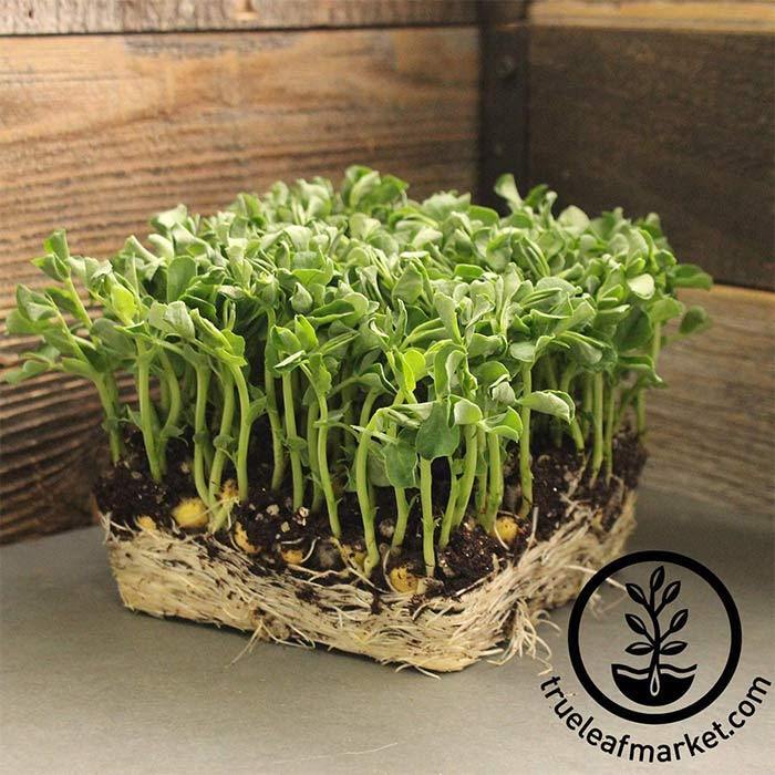 Microgreens Seeds Lincoln Pea Grow Pea Shoots Bulk Wholesale