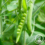 Pea Lincoln Treated Seed