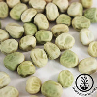 Pea - Little Marvel - Microgreens Seeds Close Up