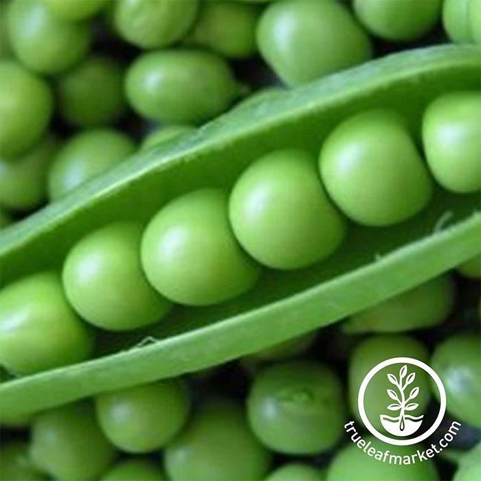 Pea - Perfection Dark Seeded Garden Seeds