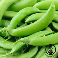 PEAS - SUGAR LACE SNAP – GARDEN GIRL SEEDS - GARDEN SEEDS