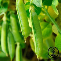 Pea Snap Sugar Snap treated Seed