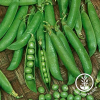 Pea Snap Sugar Sprint treated Seed