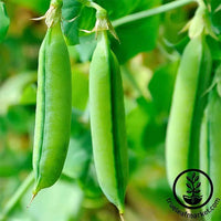 Snap Pea (Bush) - Sugar Lace – Prairie Garden Seeds