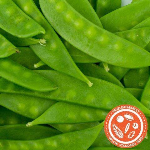 Mammoth Melting Sugar Pod Peas