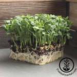 Pea - Thomas Laxton - Microgreens Seeds