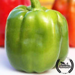 Organic Emerald Giant Sweet Pepper Seeds