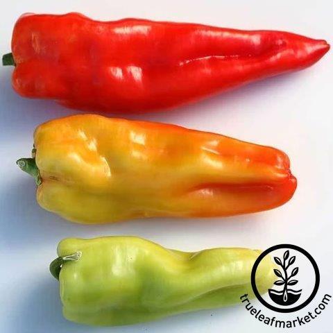 Giant Aconcagua Pepper Seeds