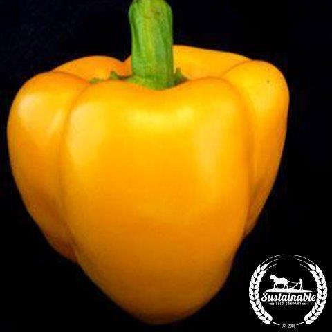 Organic Golden Calwonder Sweet Pepper Seeds