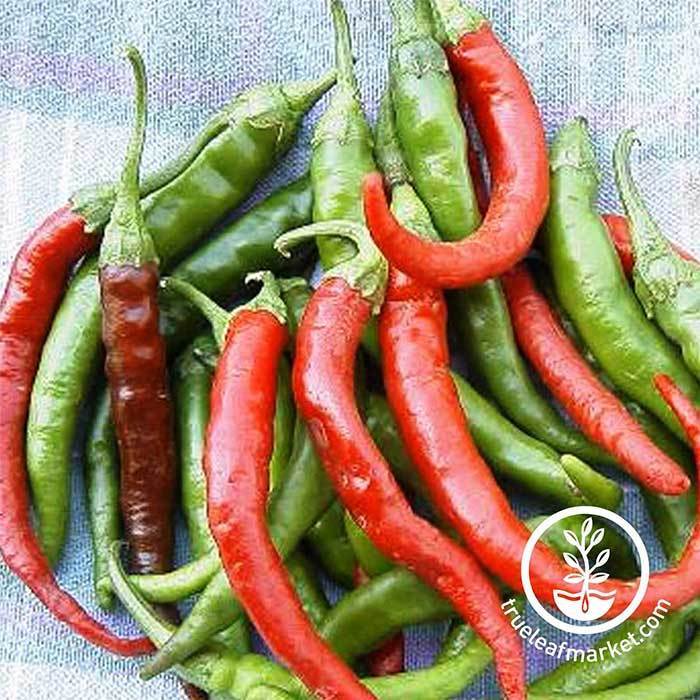 Hot Pepper - Cayenne Long Slim