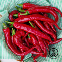 hot cayenne thick pepper