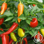 Pepper Seeds - Hot - Cochise F1