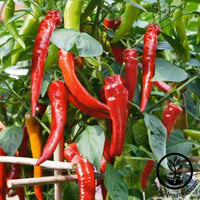 Cowhorn Hot Hot Pepper Seeds  Non-GMO, Heirloom - Vegetable