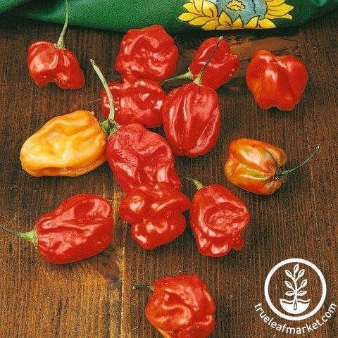 PDF) Evaluation of Scotch Bonnet and Habanero Peppers (Capsicum