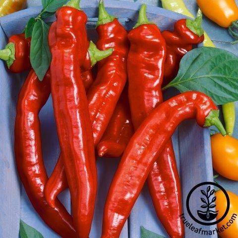 Hot Portugal Hot Pepper Seeds, Non-GMO, Heirloom - Vegetable Garden