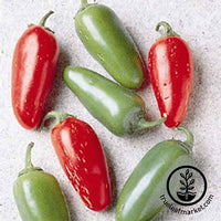 Non-GMO Hot Pepper - Jalapeno Early