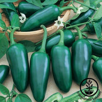 Pepper Seeds - Hot - Jalapeno Gigantia F1