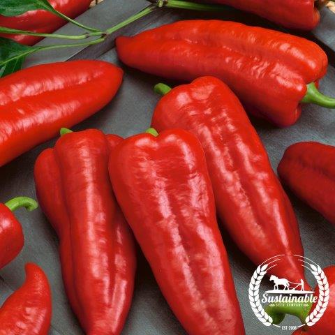 Pepper Seeds, Sweet - Marconi Red - Organic