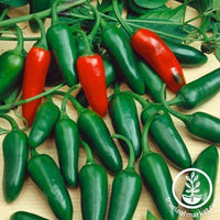 Pepper Seeds - Hot - Santiago F1