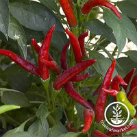 Small Red Hot Chili Pepper Seeds for Sale