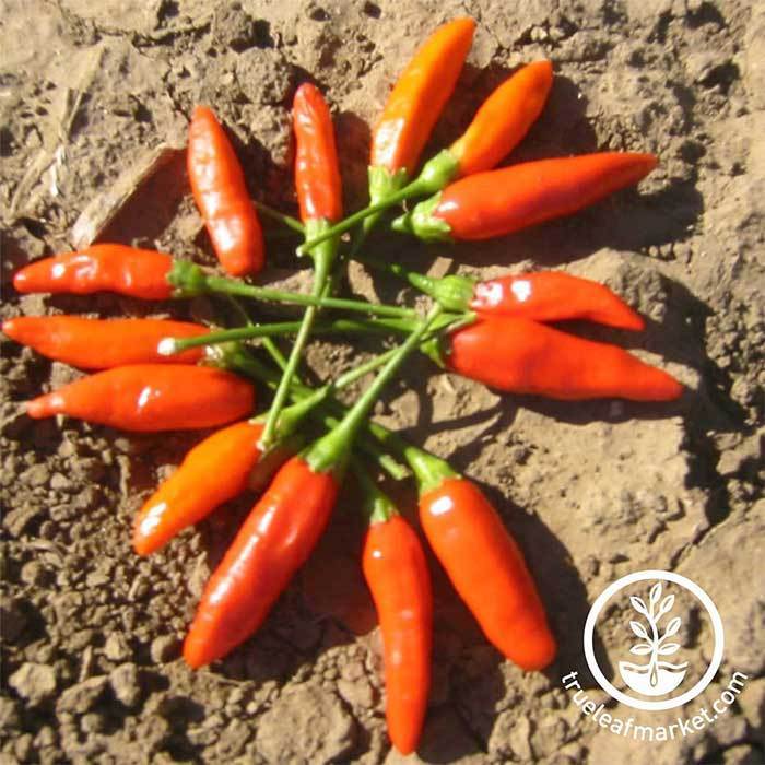 Tabasco Hot Pepper Seeds – Pepper Joe's