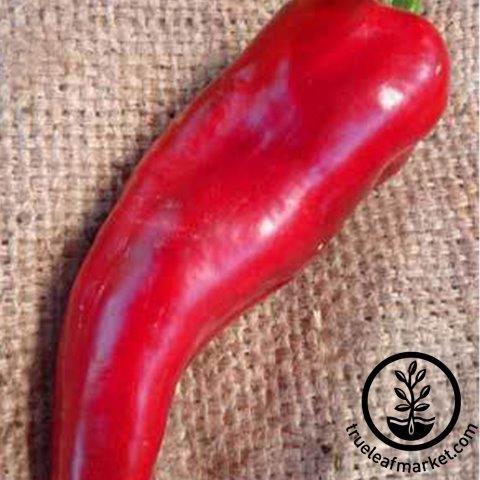 Thicken Ubestemt læsning Pepper Seeds - Sweet - Marconi Red | Non-GMO Heirloom Vegetable Seed · True  Leaf Market