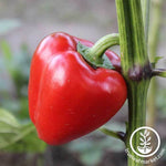 Mini Bell Red Sweet Pepper Seed