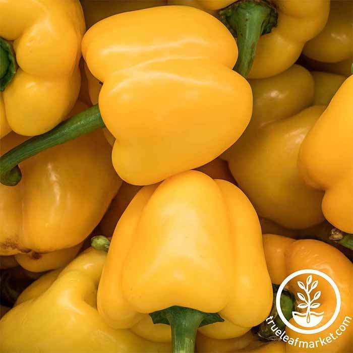 Mini Bell Yellow Sweet Pepper Seed