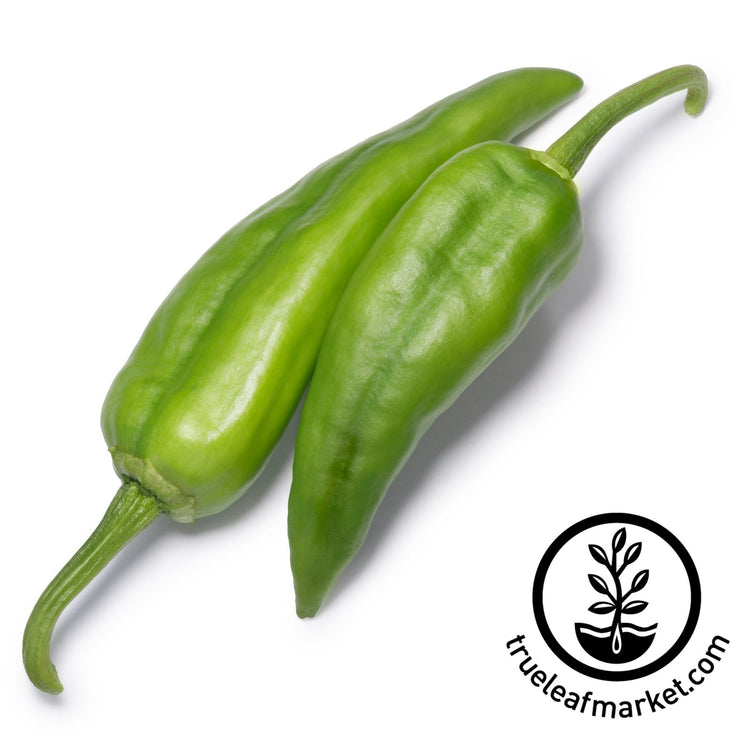 Largest Peppers – Sandia Seed Company