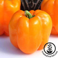 orange king sweet bell pepper