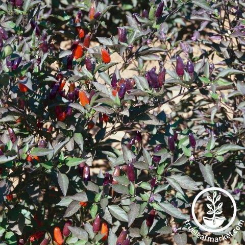 Pepper Seeds - Ornamental - Black Olive AAS