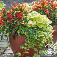 Pepper Seeds - Ornamental - Patio Fire n Ice