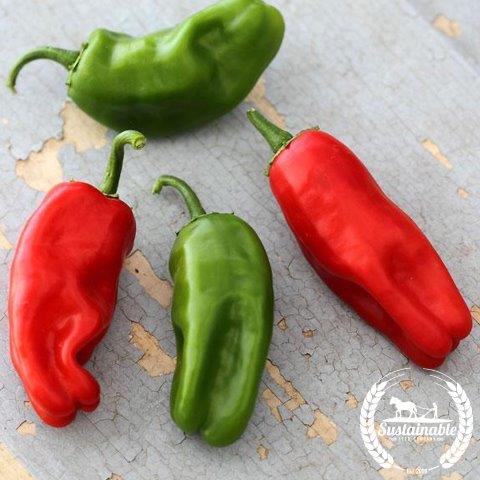 Organic Pimiento de Padron Pepper Seeds - Non-GMO