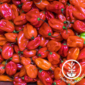 red scotch bonnet pepper