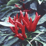 Pepper Seeds - Hot - Japanese - Santaka