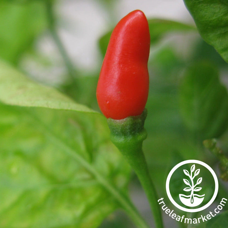 small red chili pepper