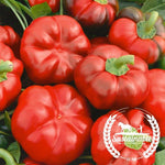 Pepper Seeds - Cheese Red (Organic)